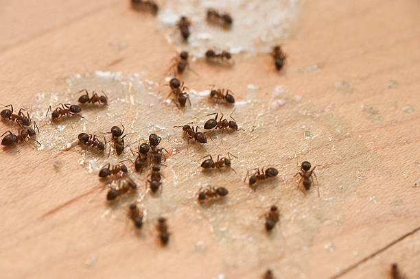 Best Affordable Pest Control Services  in Douglas, MI